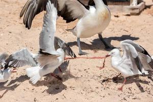 Seagull fighting for food on the beach photo