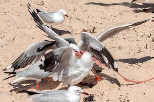 Seagull fighting for food on the beach photo