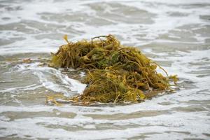 Kelp on the beach photo