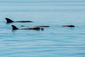 monkey mia dolphins near the shore photo