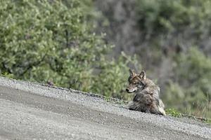 un lobo gris mirándote foto