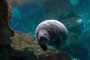 newborn baby manatee close up portrait photo