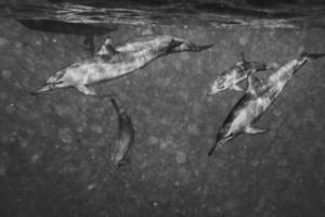 delfines nadando bajo el agua foto