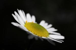 Chamomile texture macro closeup. Green leaf texture. Nature floral background. Organic botanical beauty macro closeup. photo