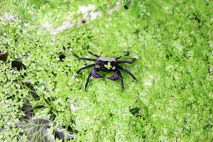 Purple vampire crab on green cassock. Aquarium animal macro closeup background. photo