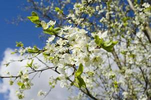 árbol floraciones en primavera. floreciente árbol en contra el azul cielo. primavera antecedentes foto