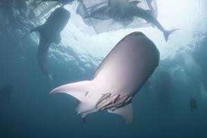 Whale Shark close up underwater portrait photo