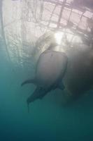 tiburón ballena de cerca retrato submarino foto