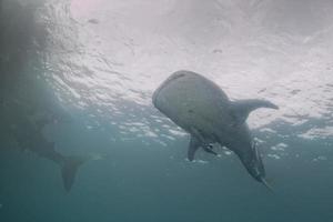 encuentro cercano de tiburón ballena con buzo bajo el agua en papúa foto