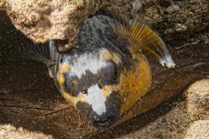 A balloon fish in the reef photo