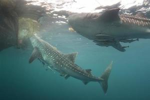 Whale Shark close up underwater portrait photo