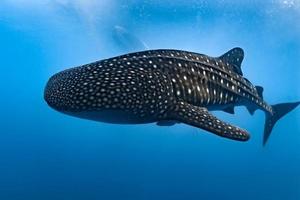 Whale Shark close up underwater portrait eating plancton photo