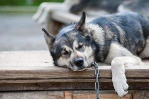 Alaskan Malamute Husky Sled Dog portrait photo