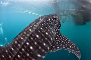 Whale Shark close up underwater portrait photo