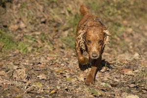 English cocker spaniel dog coming to you photo