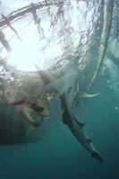 retrato aislado de tiburón ballena bajo el agua en papua foto