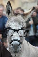 A donkey with glasses photo