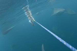 Whale Shark approaching a snorkel girl seems to attack underwater photo