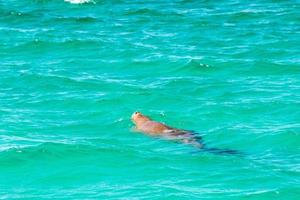 australia dugong while swimming on sea surface photo