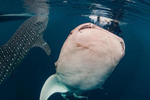 Whale Shark underwater approaching a scuba diver in Indonesia photo