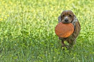 contento perrito perro corriendo a usted en verde césped antecedentes foto