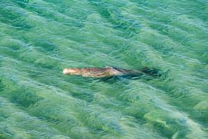 australia dugong while swimming on sea surface photo