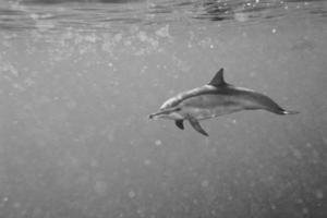 Dolphins while swimming underwater photo
