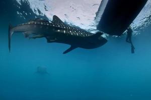 tiburón ballena bajo el agua acercándose a un buzo bajo un barco en el mar azul profundo foto