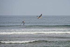 Pelican while flying near surfers on california beach photo