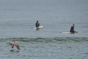 Pelican while flying near surfers on california beach photo