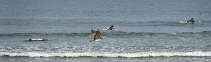 Pelican while flying near surfers on california beach photo
