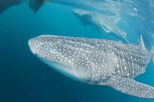 Whale Shark close up underwater portrait photo