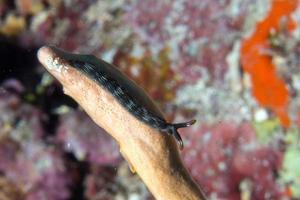 chromodoris nudibranch mientras bucea indonesia foto