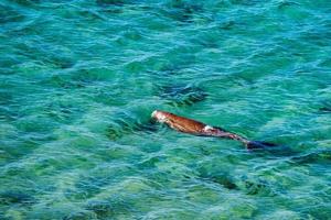 dugongo australiano mientras nada en la superficie del mar foto