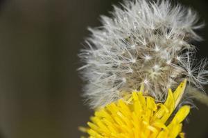 dandelion blow pipe yellow flower photo