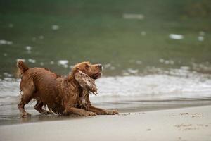 English cocker spaniel dog walking on water photo