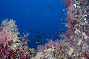 underwater landscape of red sea photo