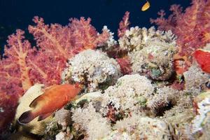 underwater landscape of red sea photo