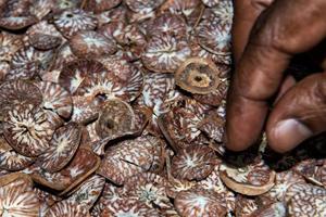 Betel seed made of cutted khat photo