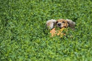 happy puppy dog running to you on green grass background photo