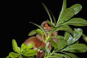 Cuscus indonesian endemic monkey photo