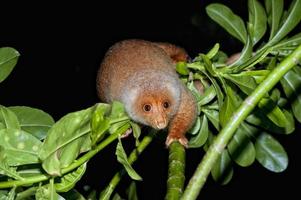 cuscus mono endémico de indonesia foto