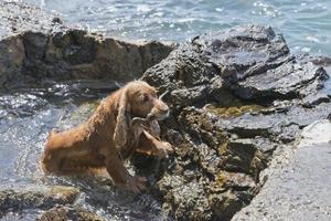 An english cocker spaniel coming our from sea photo