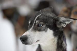 sledding with sled dog in lapland in winter time photo