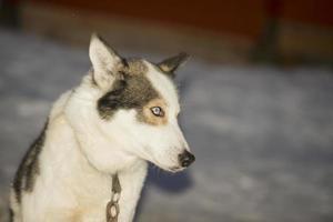 sledding with sled dog in lapland in winter time photo