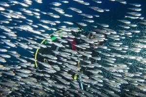 bola de cebo gigante de peces de vidrio que se mueve bajo el agua foto