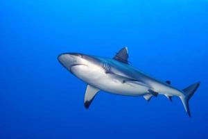 A grey shark jaws ready to attack underwater close up portrait photo