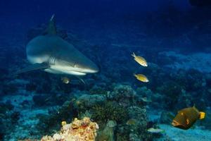 A grey shark jaws ready to attack underwater close up portrait photo