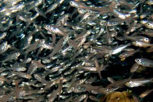 Glass fishes giant bait ball moving underwater photo