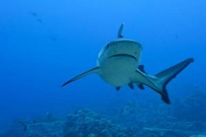 A grey shark jaws ready to attack underwater close up portrait photo
